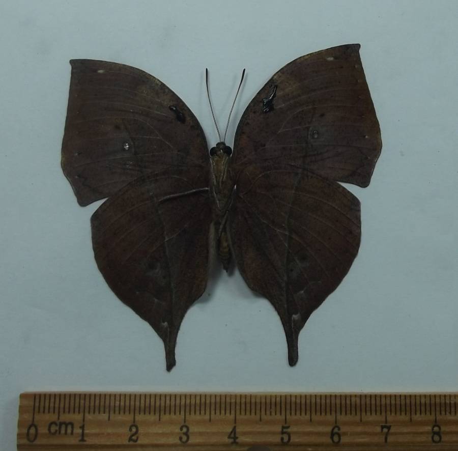 Male - Ventral View<br>(Origin of the Specimen: Thailand, June 2012)