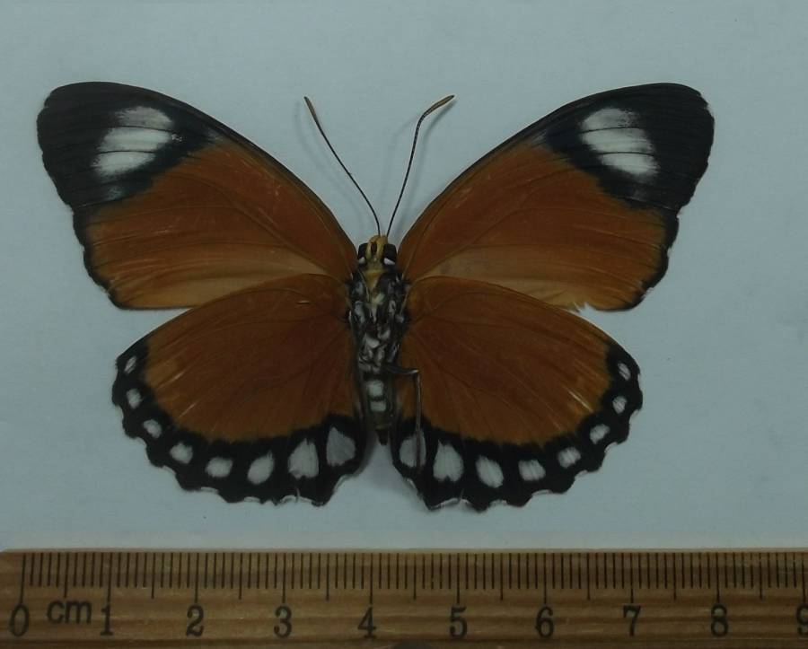 Male - Ventral View<br>(Origin of the Specimen: Cameroon, Feb. 2008)
