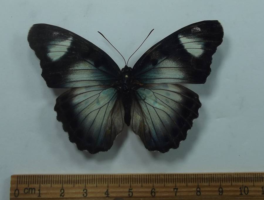 Female - Dorsal View<br>(Origin of the Specimen: Cameroon, Feb. 2008)
