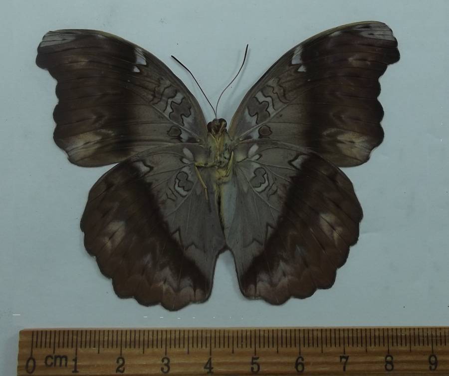 Female - Vetnral View<br>(Origin of the Specimen: Uganda, Feb. 1994)