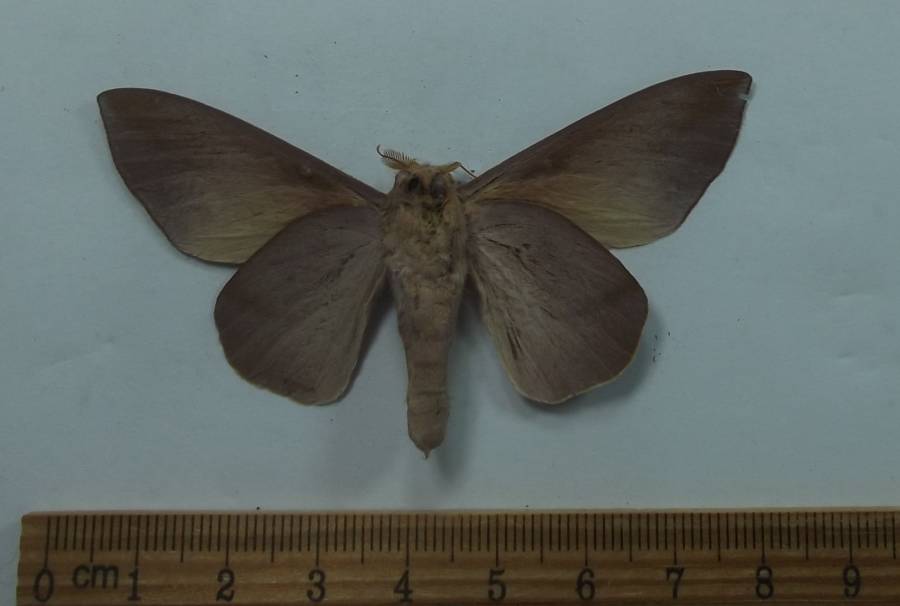 Male - Ventral View<br>(Origin of the Specimen: Mexico, June 1989)