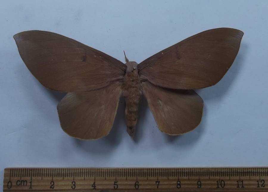 Female - Dorsal View<br>(Origin of the Specimen: Mexico, June 1989)