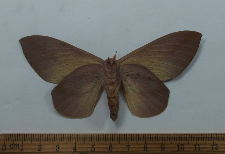Female - Ventral View<br>(Origin of the Specimen: Mexico, June 1989)