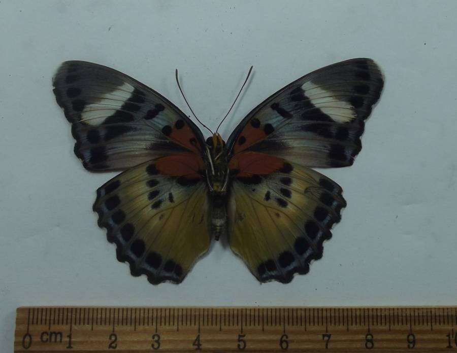 Male - Ventral<br>(Origin of the Specimen: Cameroon, Feb. 2008)