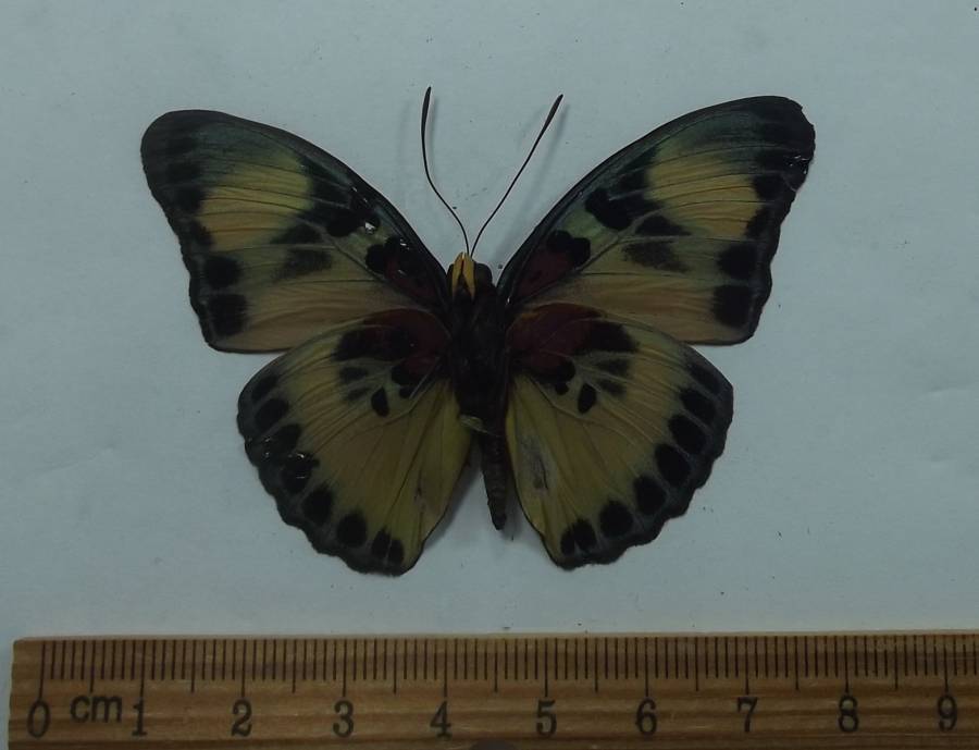 Male - Ventral View<br>(Origin of the Specimen: Uganda, June 1987)
