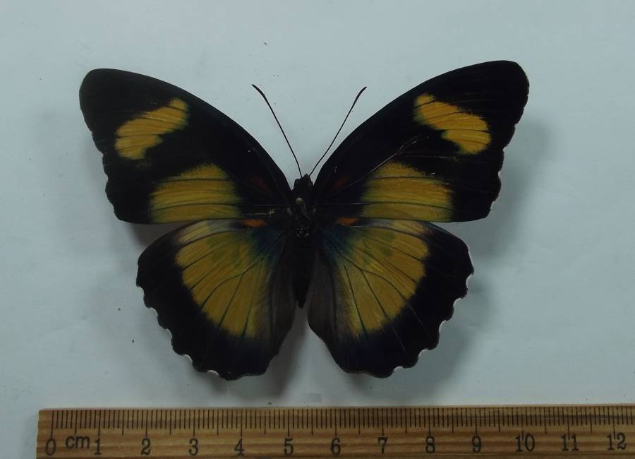 Female - Dorsal View<br>(Origin of the Specimen: Uganda, June 1987)