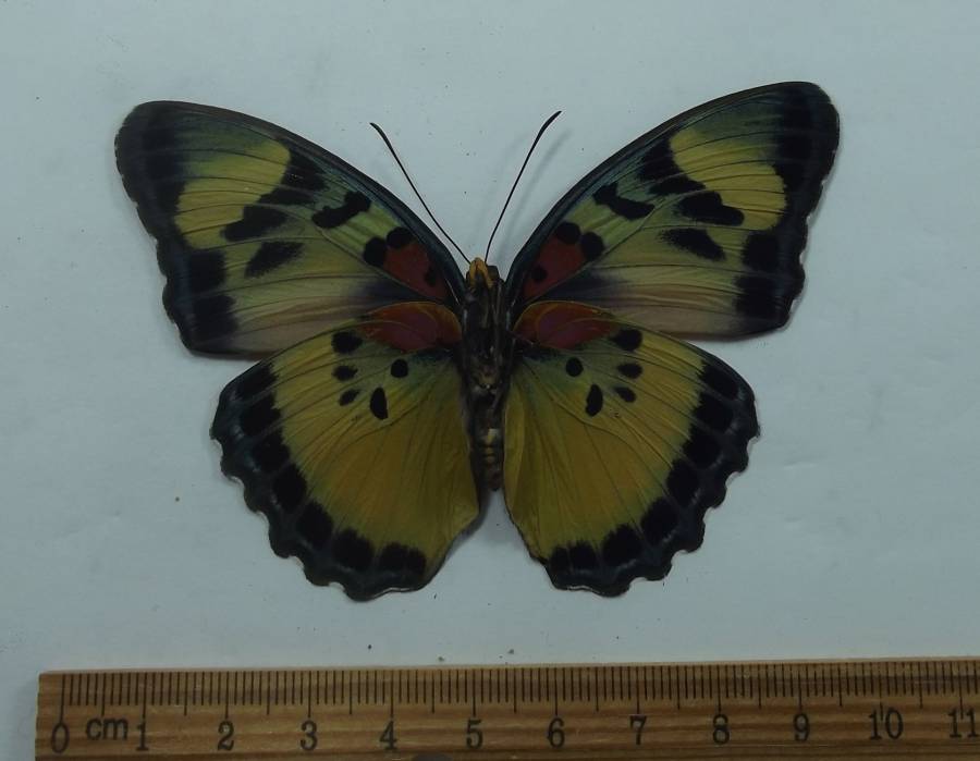 Female - Vetnral View<br>(Origin of the Specimen: Uganda, June 1987)