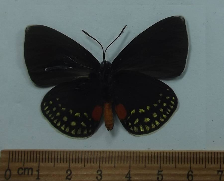 Male - Ventral View<br>(Origin of the Specimen: Costa Rica, May 12, 2009)