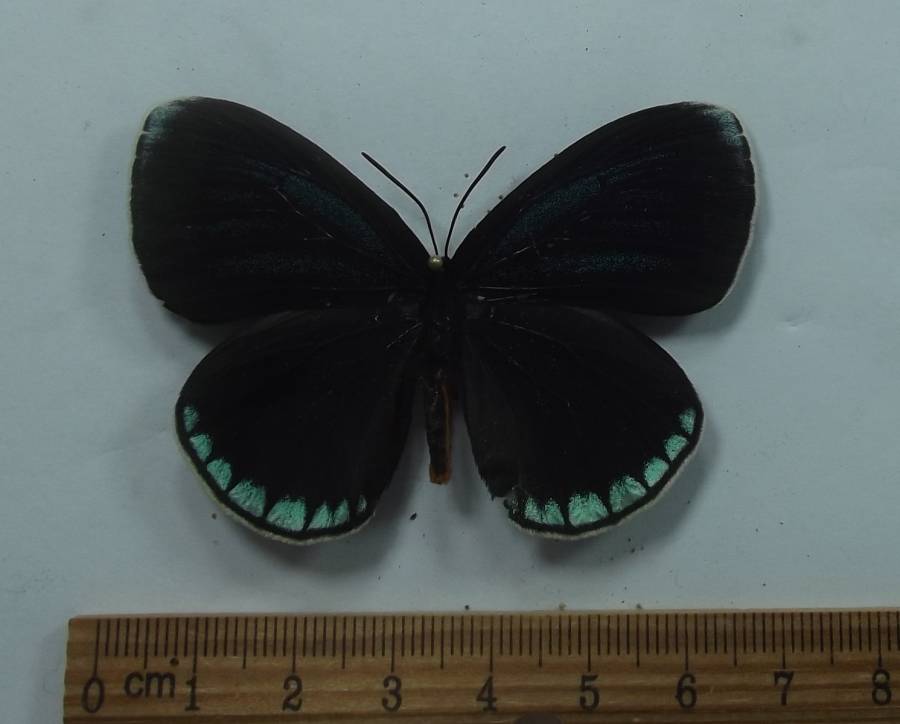 Female -Dorsal View<br>(Origin of the Specimen: Costa Rica, May 12, 2009)