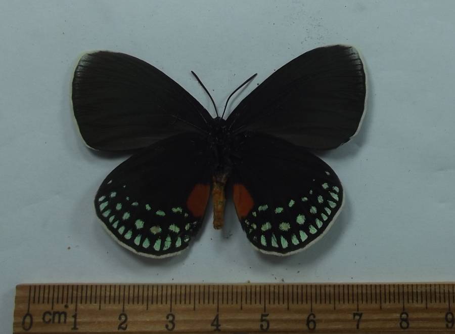 Female - Ventral View<br>(Origin of the Specimen: Costa Rica, May 12, 2009)