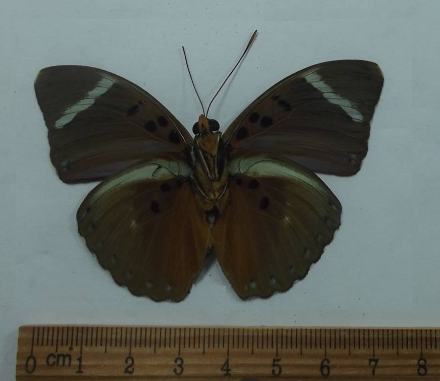 Male - Ventral View<br>(Origin of the Specimen: Uganda, Fe b. 1994)