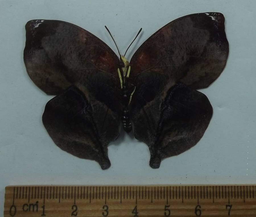 Male - Ventral View<br>(Origin of the Specimen: Rio Bento do Sul, S. Catarina, Braz)