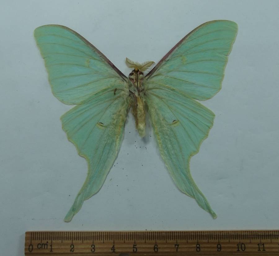 Male - Ventral View<br>(Origin of the Specimen: Primorye, Coastal Province, Russia)