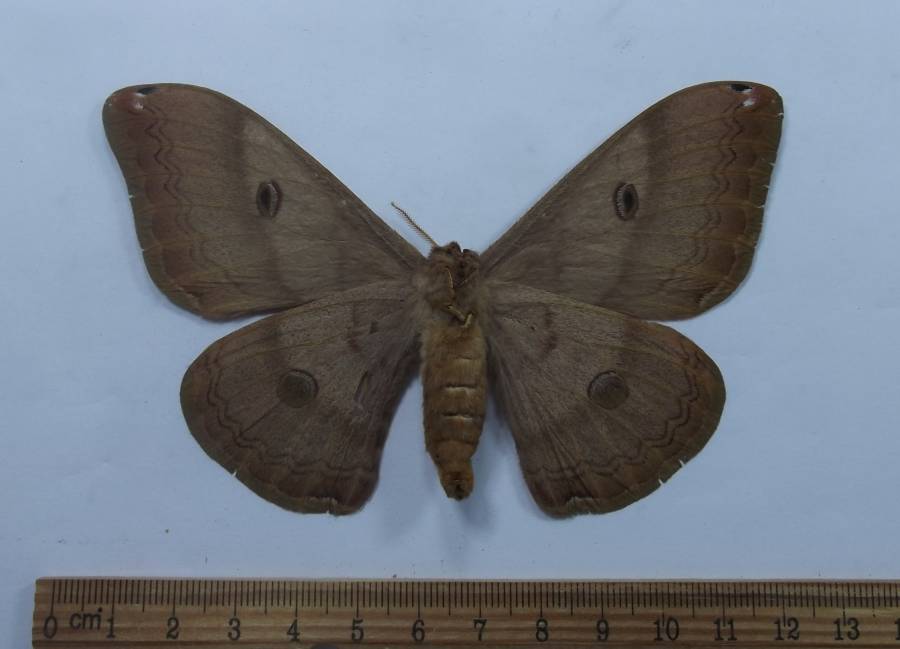 Female - Vetnral View<br>(Origin of the Specimen: Primorye, Provi., Russia, June 2012)