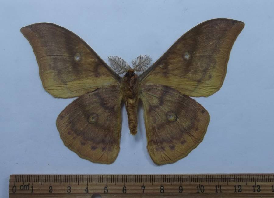 Male - Ventral View<br>(Origin of the Specimen: Primorye Provi.  Russia, June 2012)
