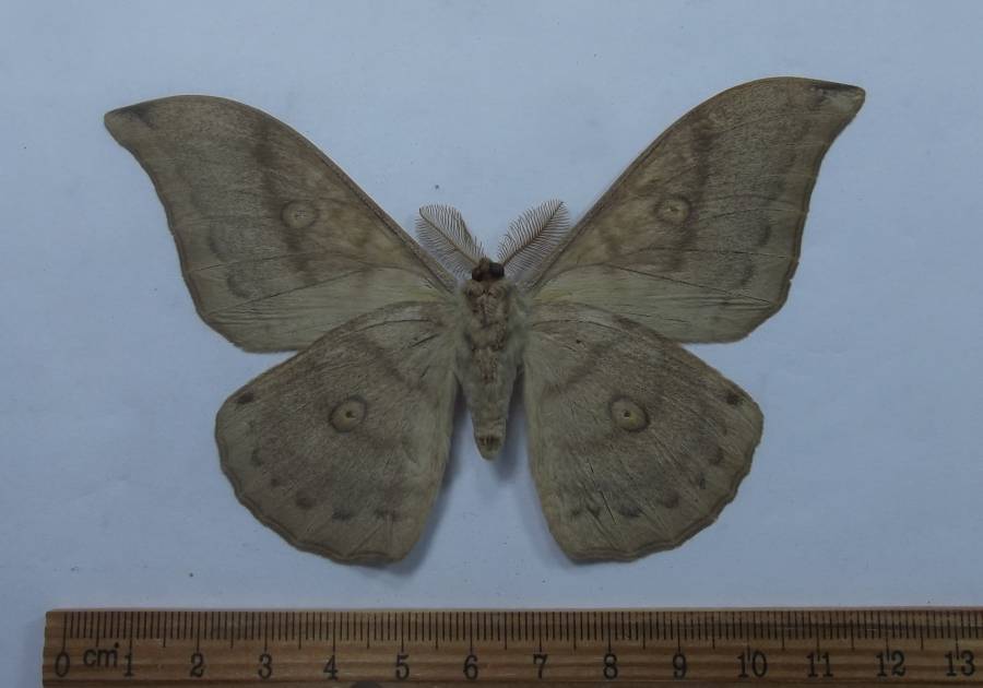 Male - Ventral View<br>(Origin of the Specimen: Primorye Province, June 2012)