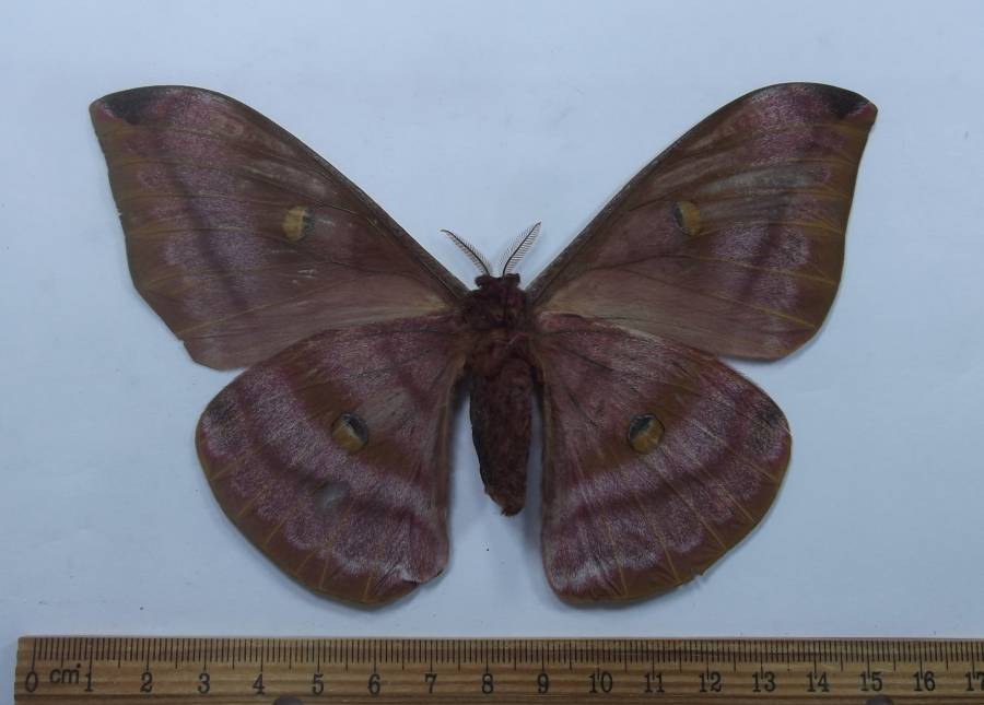 Female - Ventral View<br>(Origin of the Specimen: Loas, April 2012)