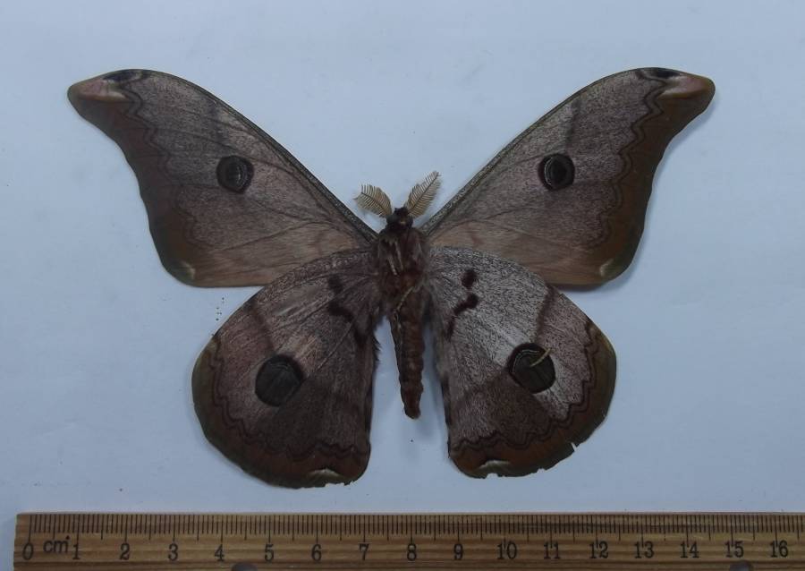 Male - Ventral View<br>(Origin of the Specimen: Vietnam, April 2002)