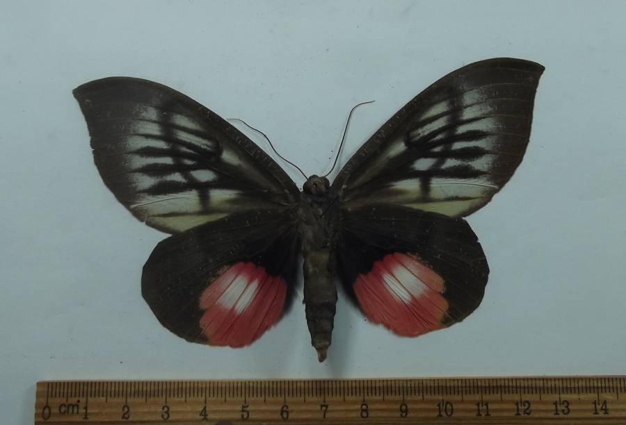 Male - Ventral View<br>(Origin of the Specimen: Panay Island, Philippines, Sept '09)