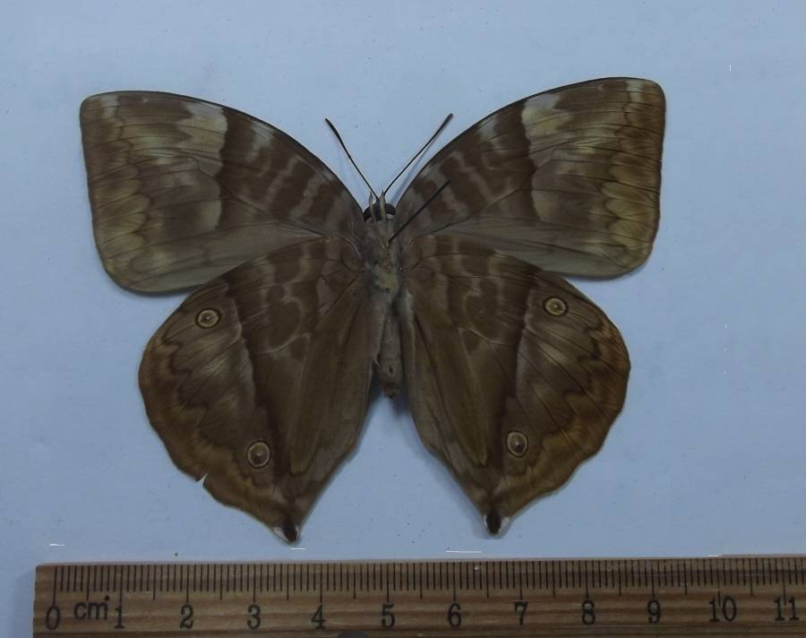 Female - Ventral View<br>(Origin of the Specimen: Java, Sept. 2001)