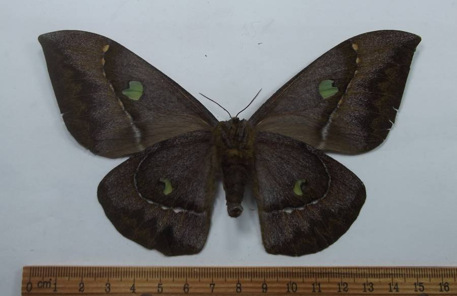 Female _ Ventral View<br>(Origin of the Specimen: Laos, May 12, 2001)