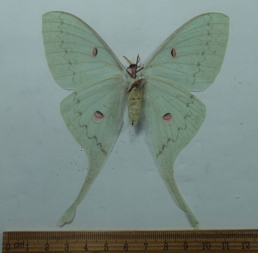 Male - Ventral View<br>(Origin of the Specimen: Vietnam, Sept. 1993)