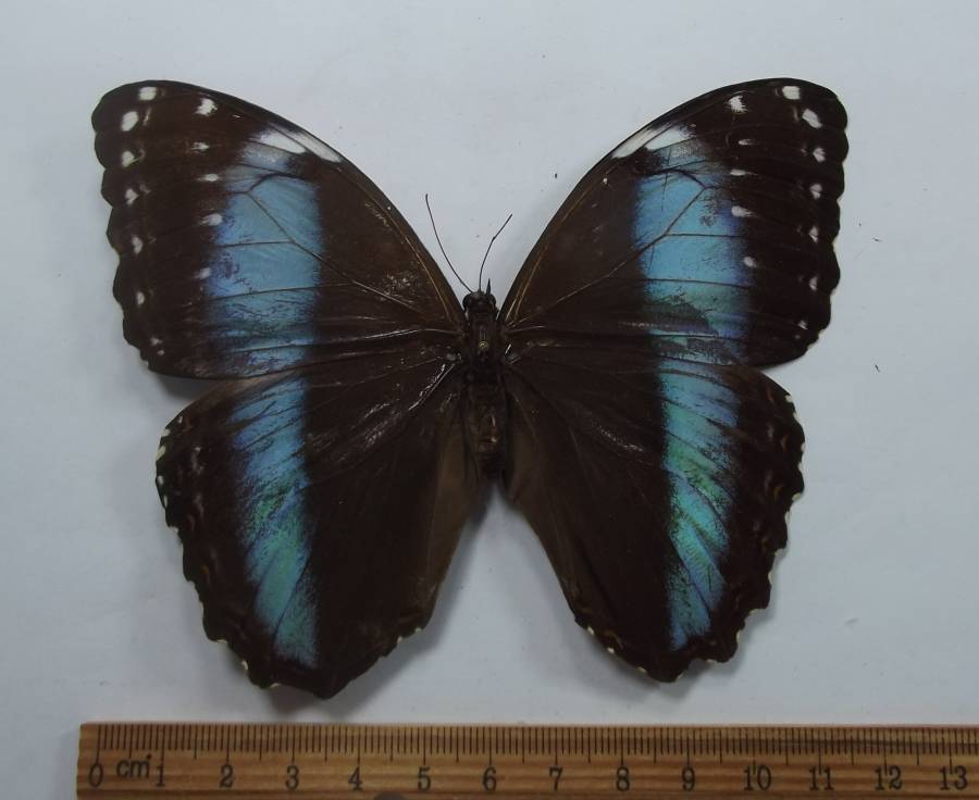 Female - Dorsal View<br>(Origin of the Specimen: Putumay Valley, Colombia cir 1970)
