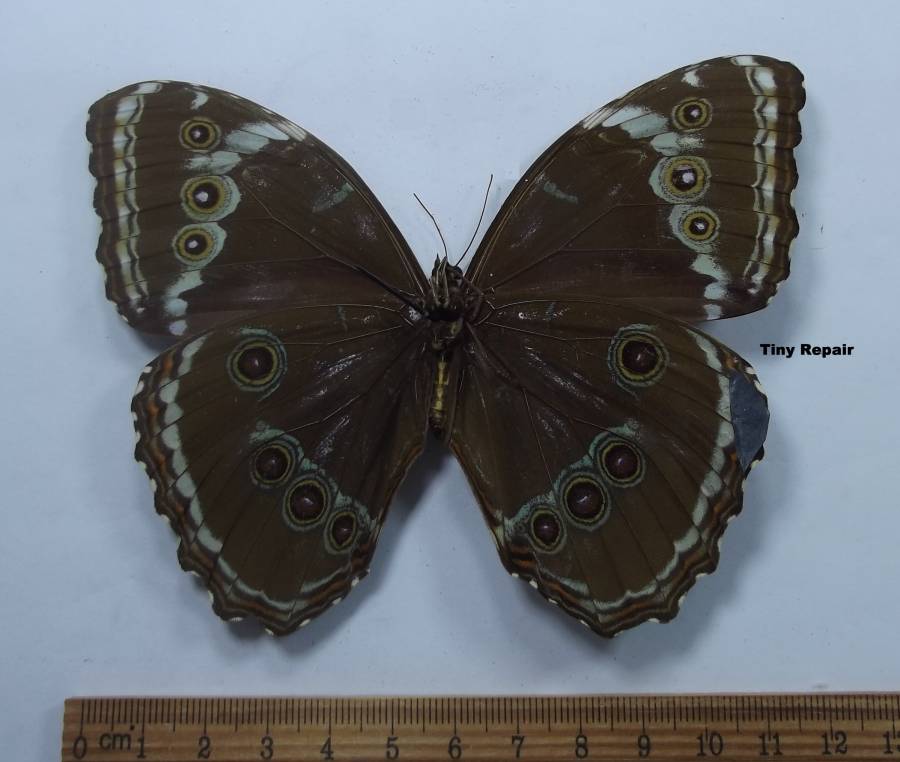 Female - Ventral View<br>(Origin of the Specimen: Putumay Valley, Colombia cir 1970)