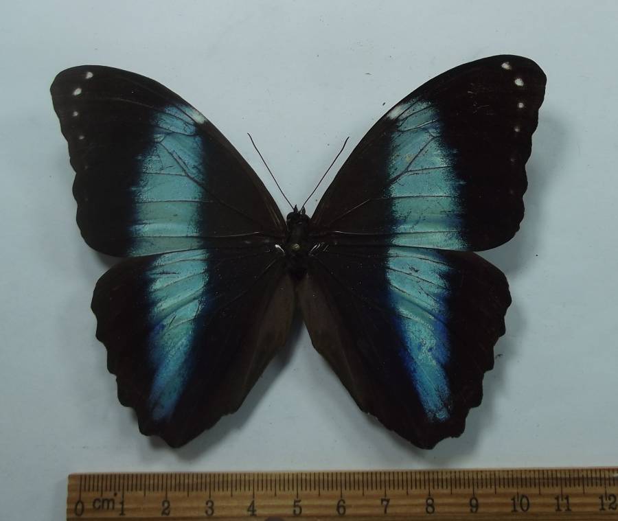 Male - Dorsal View<br>(Origin of the Specimen: Surinam,  North Coast of Mainland)