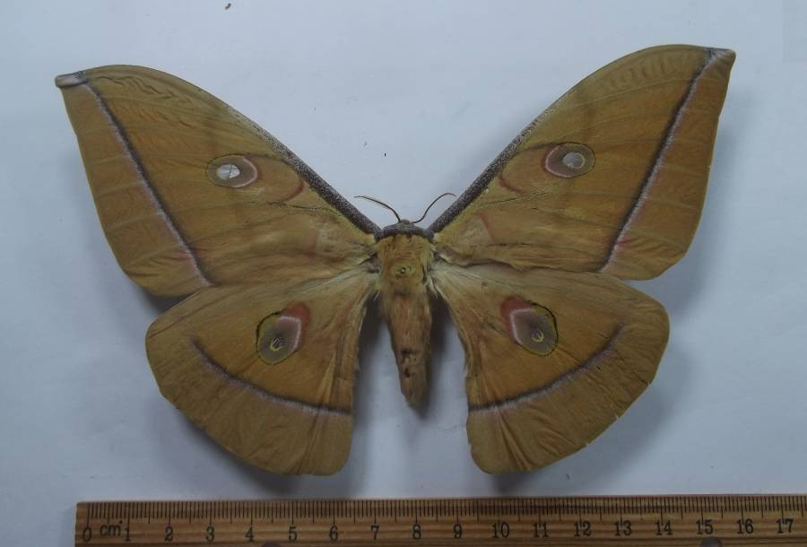 Female - Dorsal View<br>(Origin of the Specimen: Bohl's Collection, Vietnam, 1993)
