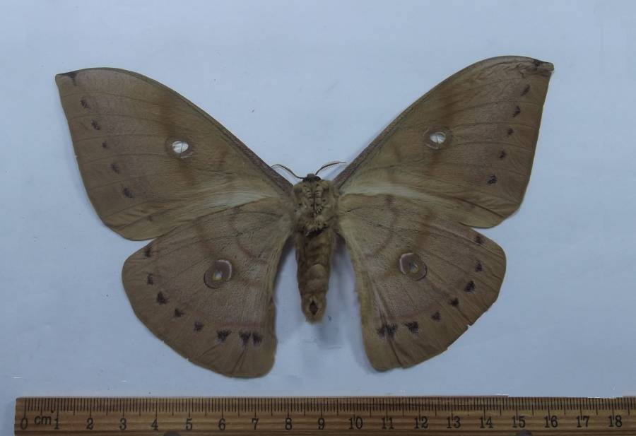 Female - Ventral View<br>(Origin of the Specimen: Vietnam, Sept 1993)