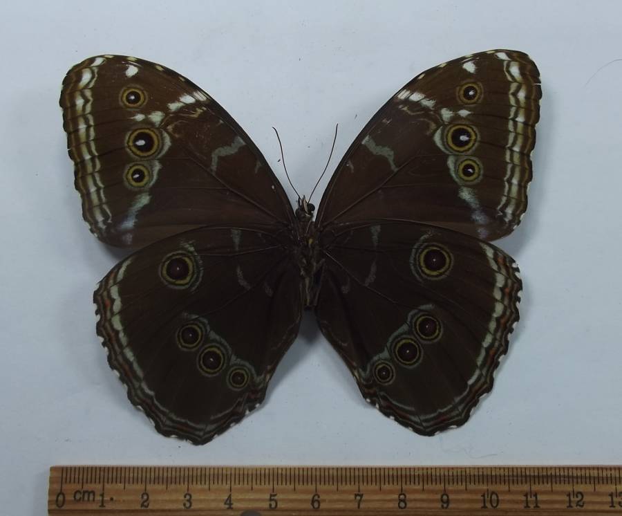 Female - Ventral View<br>(Origin of the Specimen: Data Errpr ? Venezuela)