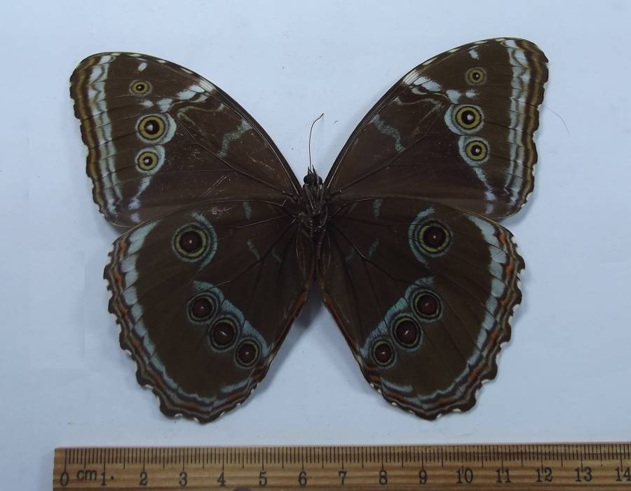 Female - Vetnral View<br>(Origin of the Specimen: Venezuela)
