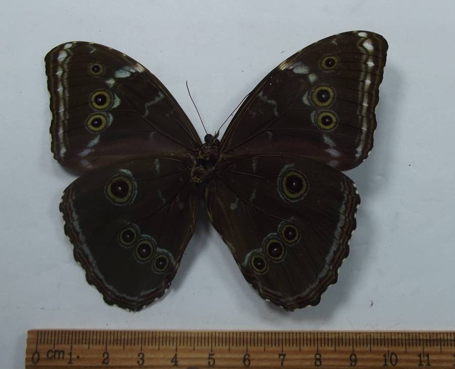 Male - Ventral View<br>(Origin of the Specimen: Obidos, Lower Amazon, 1983)