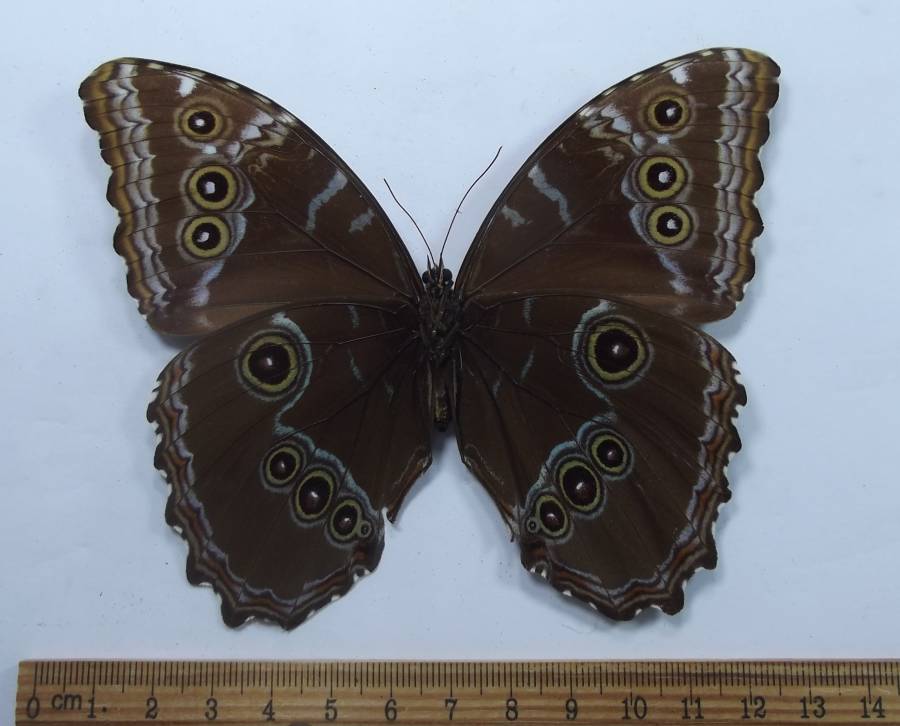 Female - Ventral View<br>(Origin of the Specimen: Venezuela)