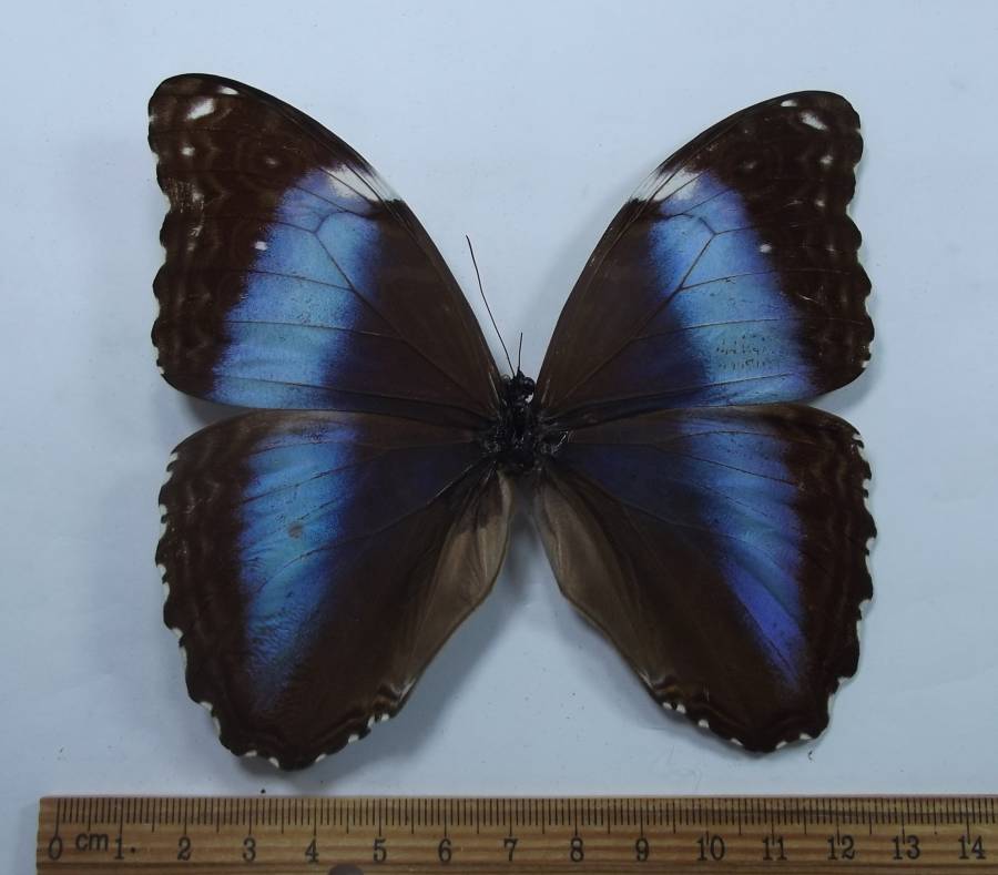Female - Dorsal View<br>(Origin of the Specimen: 45 Miles W of Georgetown, April '95)