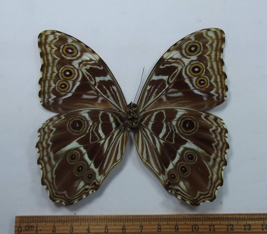 Female - Ventral View<br>(Origin of the Specimen: 45 Miles W of Georgetown, April '95)