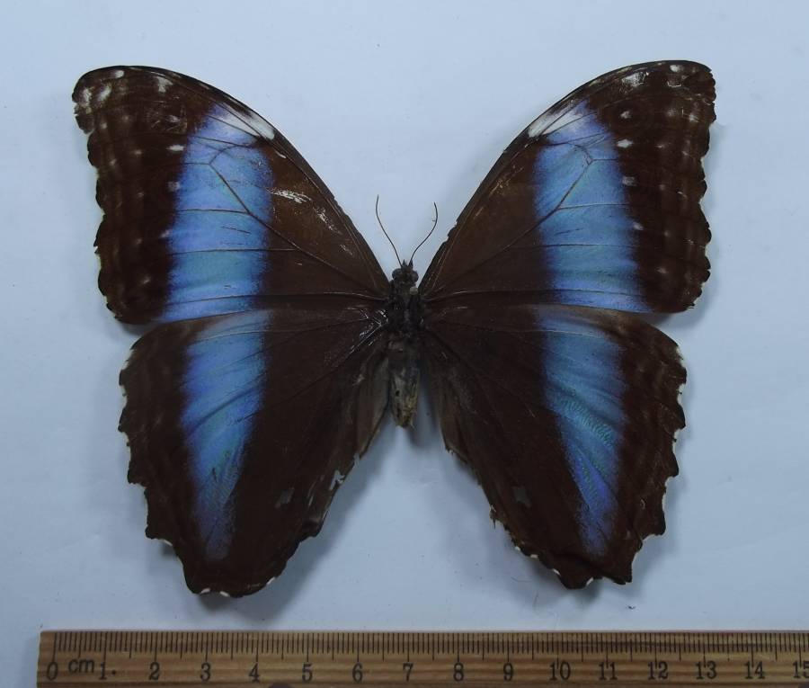 Female Dorsal<br>(Origin of the Specimen: Tingo Maria, Peru, around 1980)