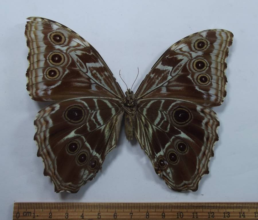 Female Ventral View<br>(Origin of the Specimen: Tingo Maria, Peru, around 1980)