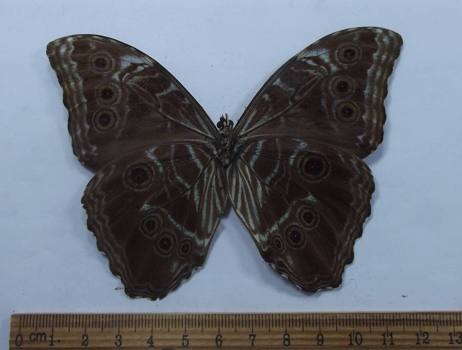 Male - Ventral View<br>(Origin of the Specimen: Surinam, verbal data)