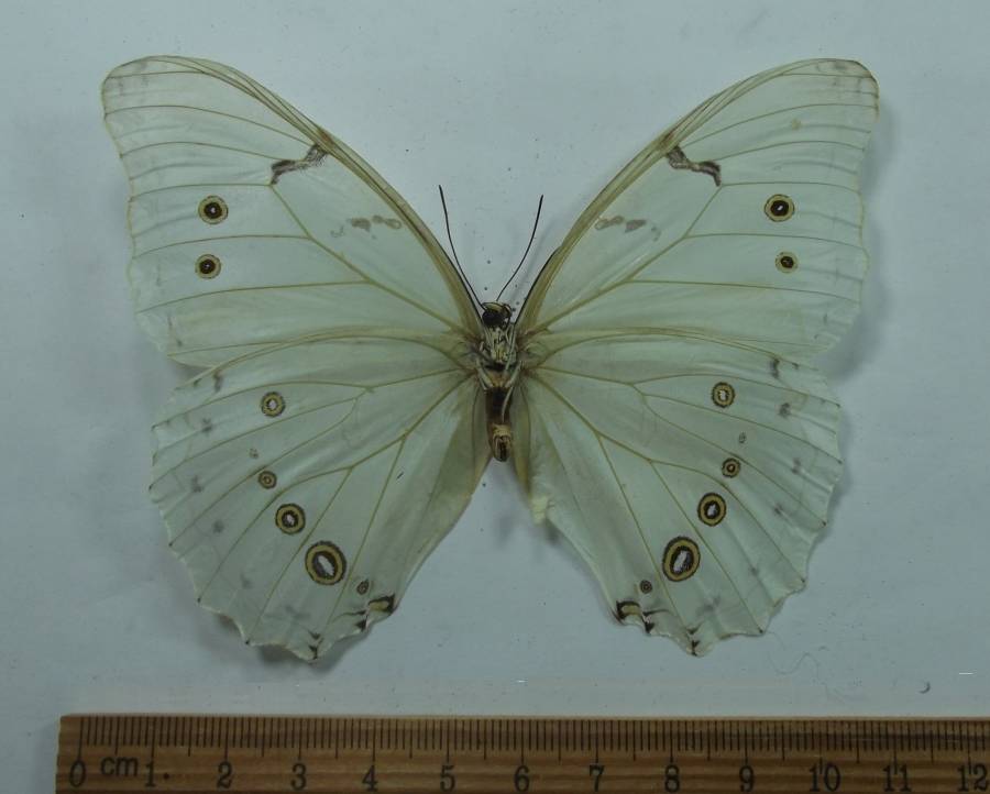 Male - Ventral View<br>(Origin of the Specimen: San Salvador, April 1992)