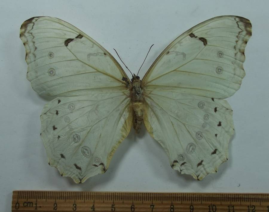 Female - Dorsal View<br>(Origin of the Specimen: San Salvador, El Salvador, April)
