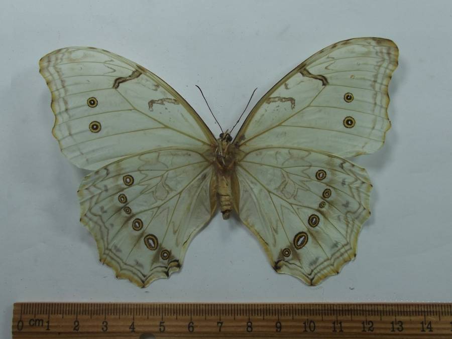 Female - Ventral View<br>(Origin of the Specimen: San Salvador, El Salvador, April)