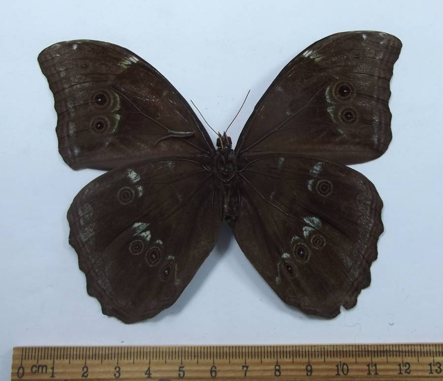 Male - Ventral View<br>(Origin of the Specimen: NE Peru, 2018)