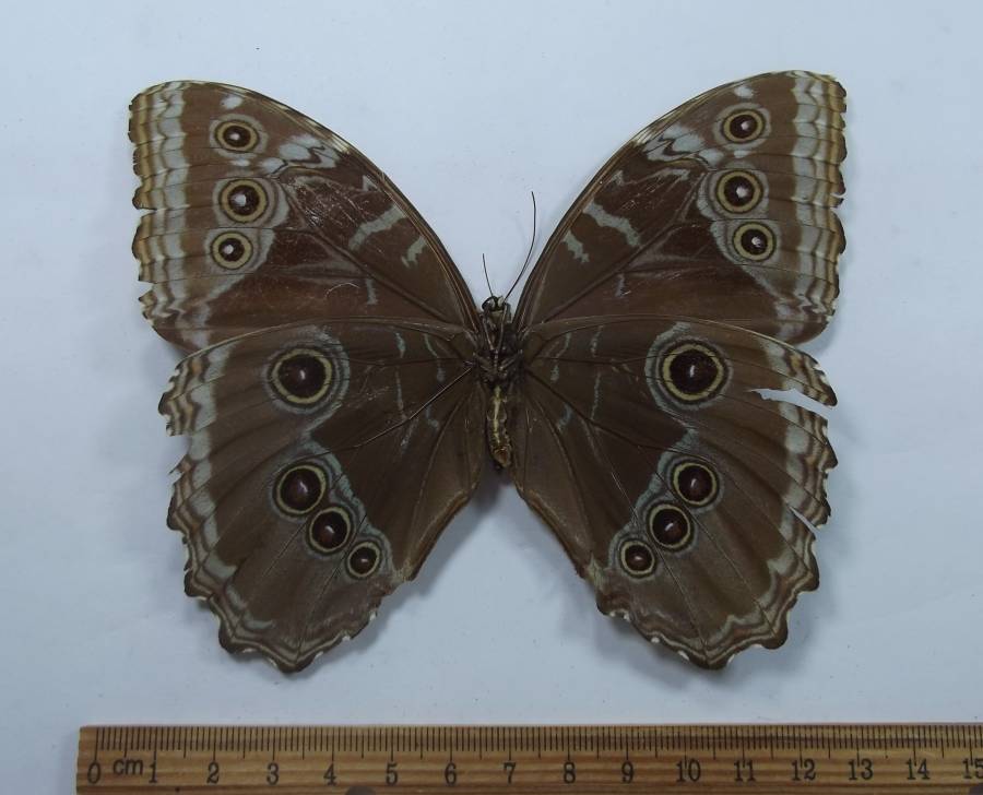 Female - Ventral View<br>(Origin of the Specimen: Gigantae, Huila,  S. Colombia)