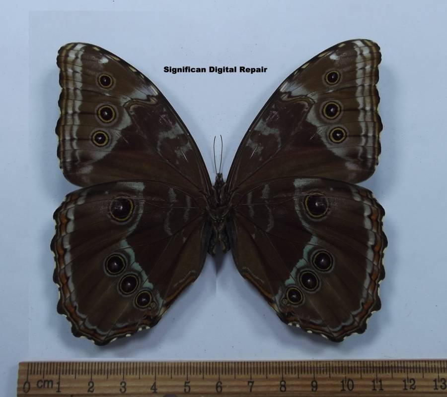 Male - Ventral View<br>(Origin of the Specimen: Putumayo Valle, S. Colombia)