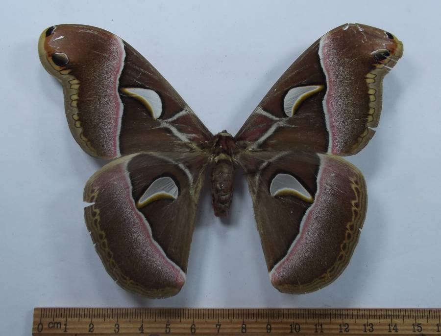 Female - Dorsal View<br>(Origin of the Specimen: Vietnma, Aug, 2009)