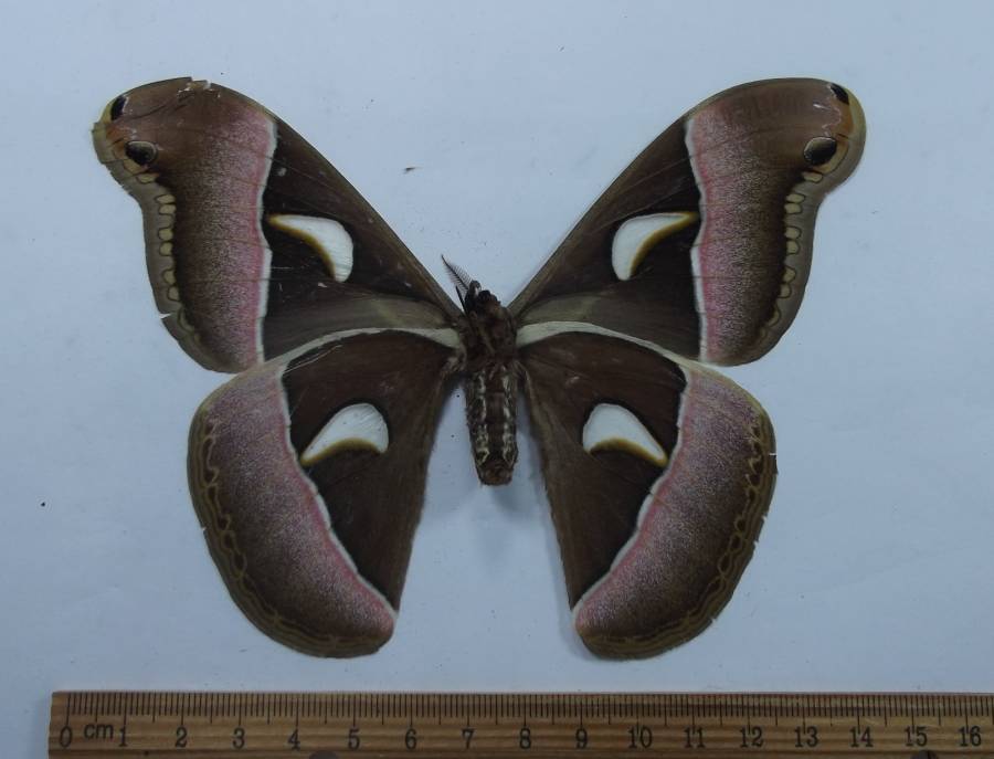 Female - Ventral View<br>(Origin of the Specimen: Vietnma, Aug, 2009)