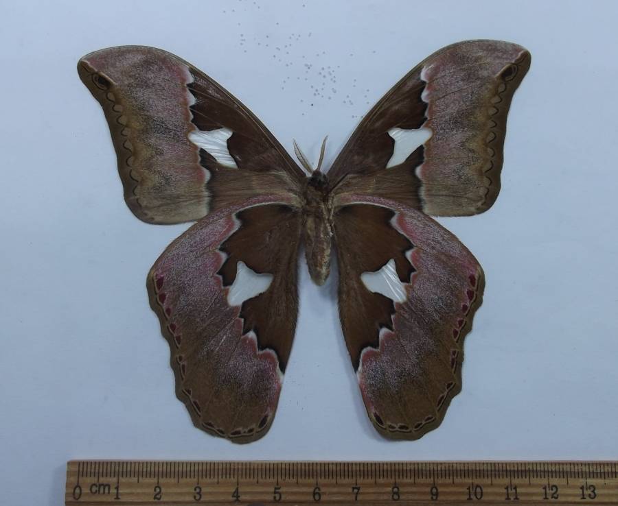Mlae - Ventral View<br>(Origin of the Specimen: San Martin, Peru, Dec. 2012)