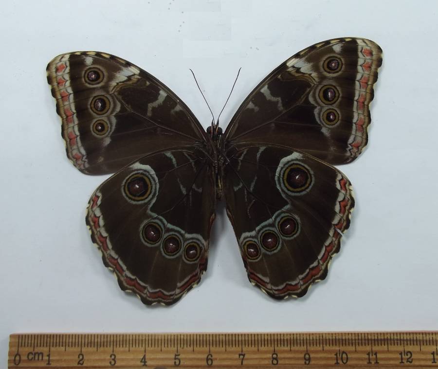 Second Male Ventral<br>(Origin of the Specimen: Oaxaca, 2015)